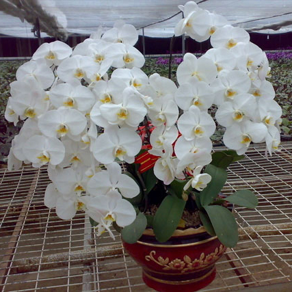 常州花卉租賃養(yǎng)護的相關(guān)知識